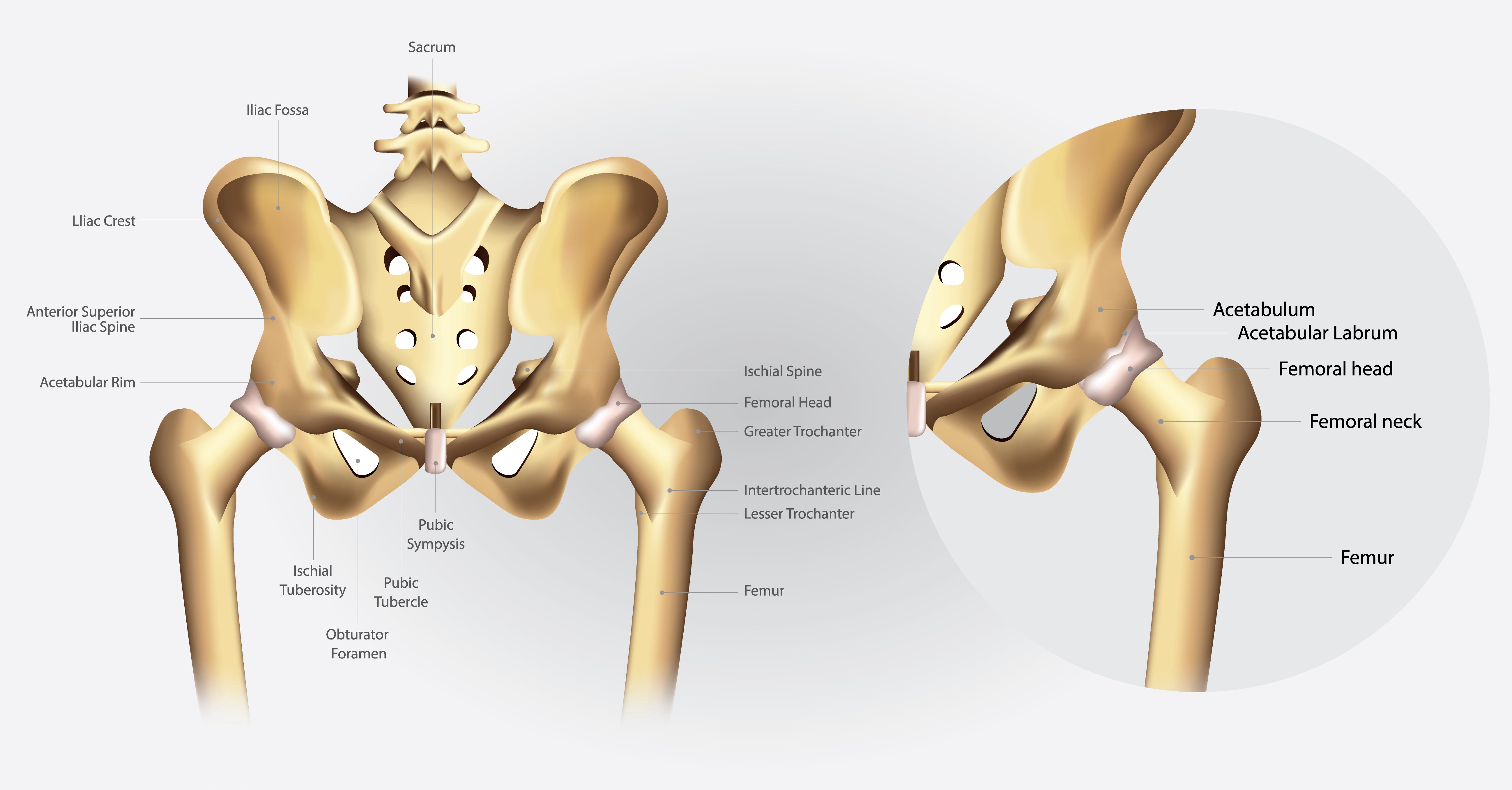 anatomy-of-hip