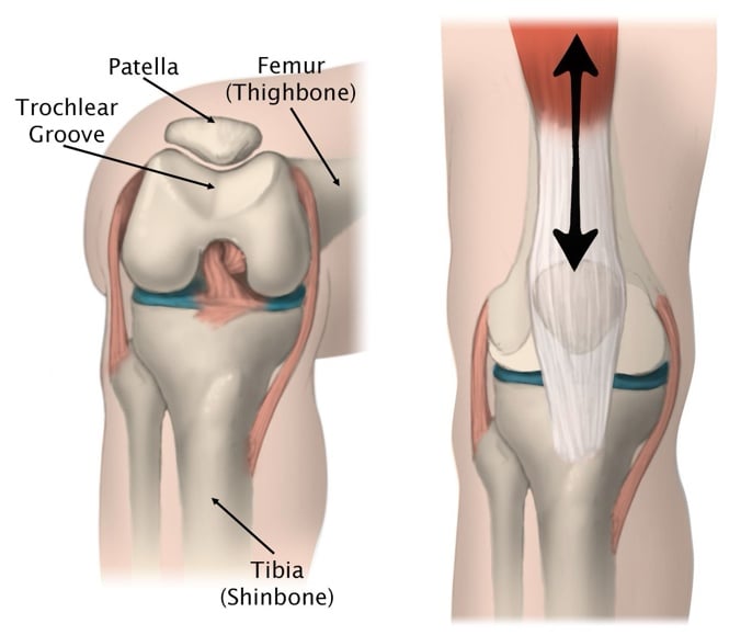 Anterior knee 1