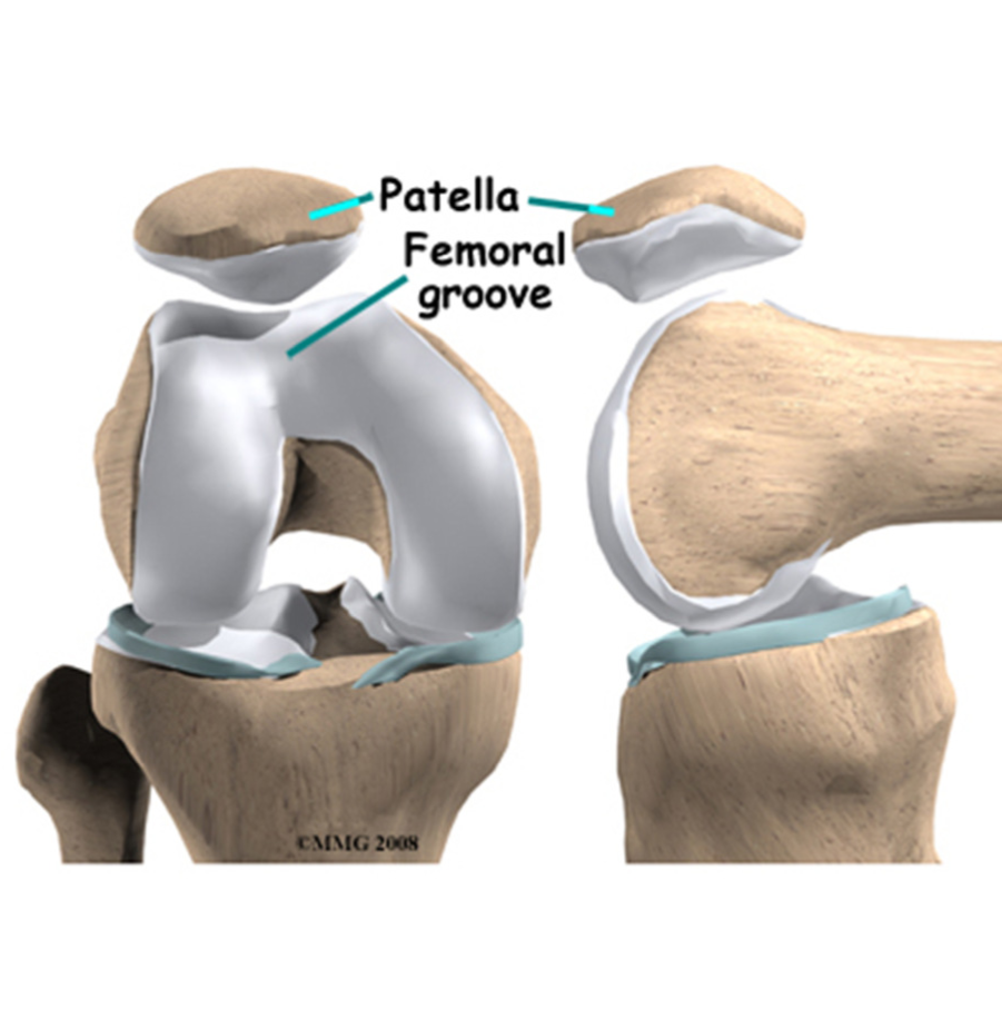 Anterior knee 3