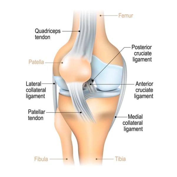 ACL PCL in the knee