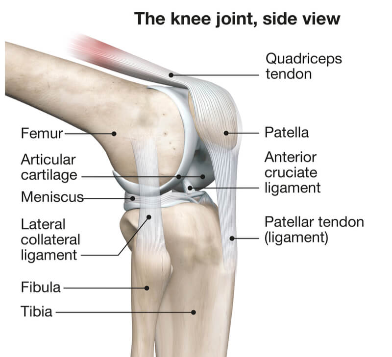 knee pain anatomy