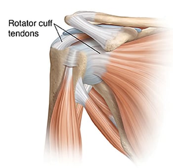 rotator-cuff-tendons