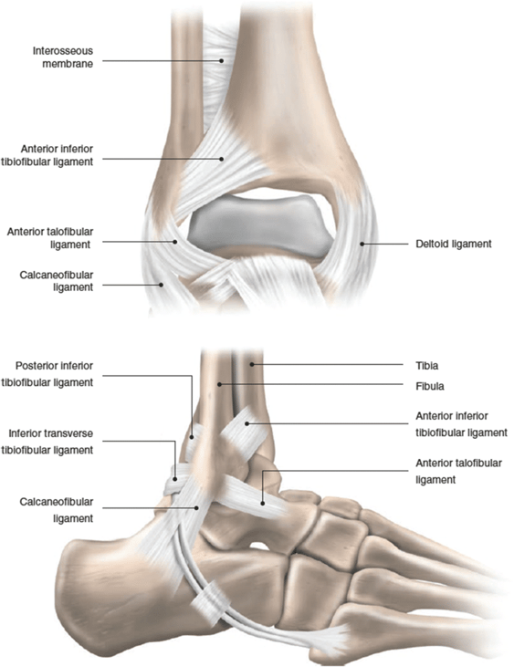 ankle-ligaments