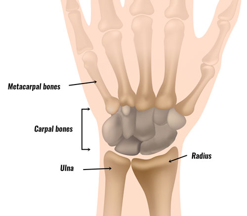 wrist-anatomy