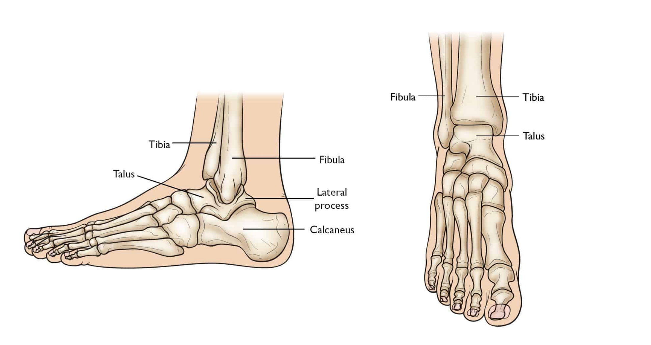 ankle-joint-bones
