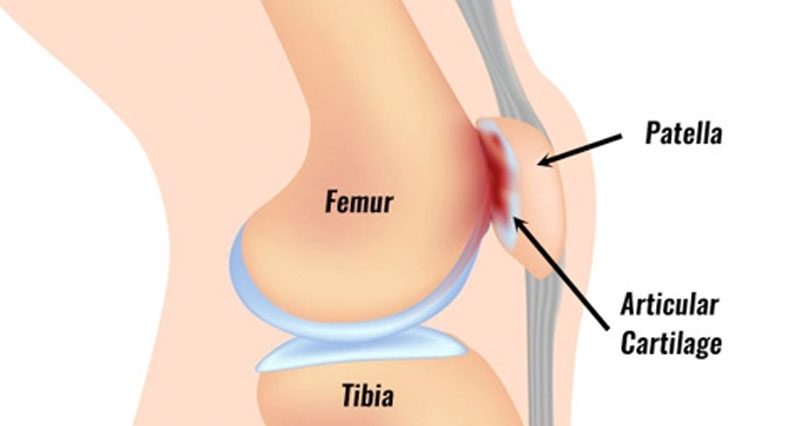anterior knee 2