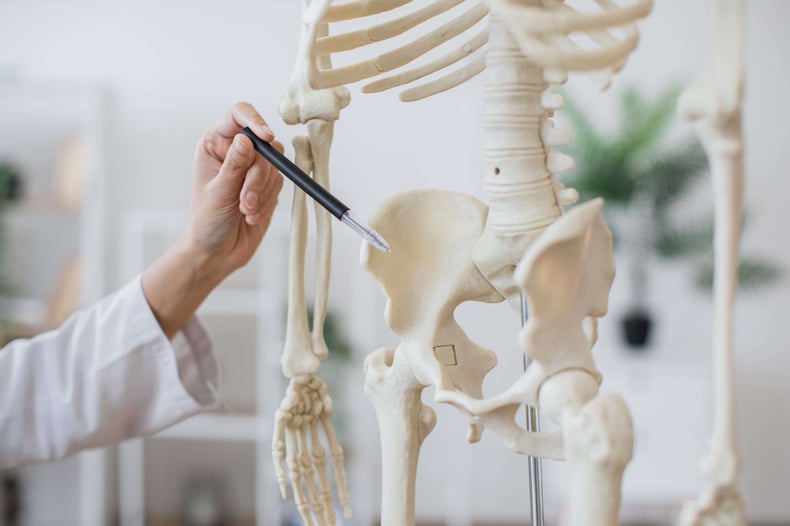 close-up-of-doctor-indicating-pelvis-on-skeleton-m-2024-12-13-10-51-16-utc-min