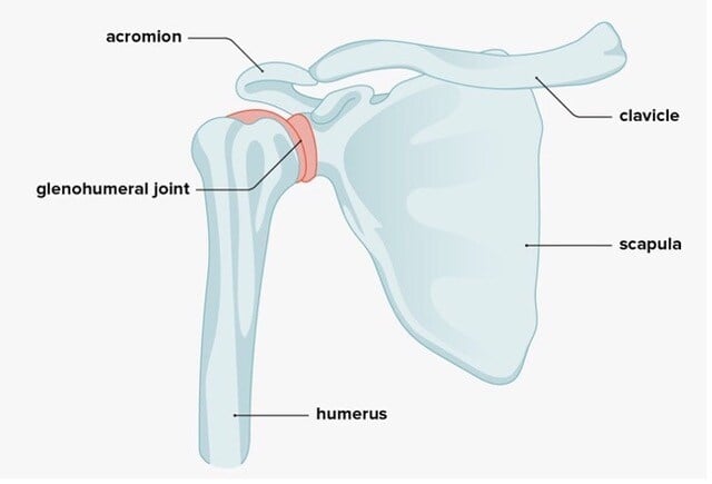 normal shoulder joint